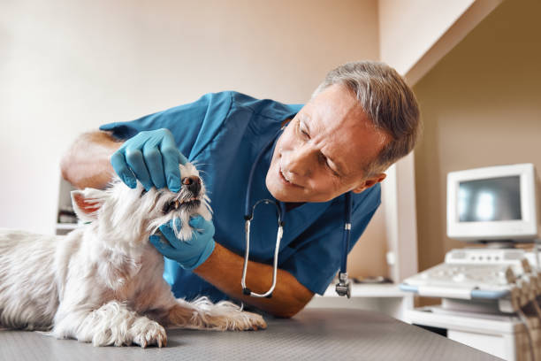 Best Same-Day Emergency Dental Services in La Grange, IL